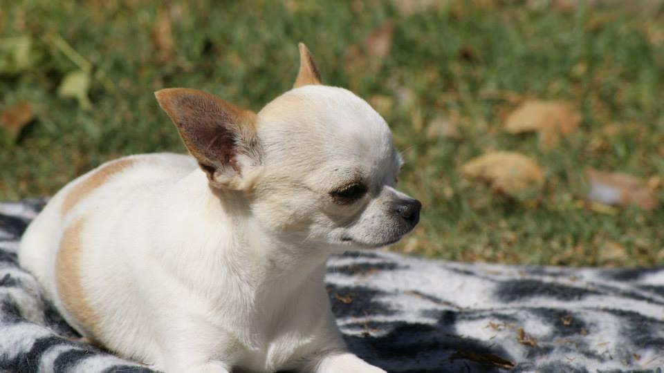 Tradition Amazing Sweet Heart | Chihuahua 