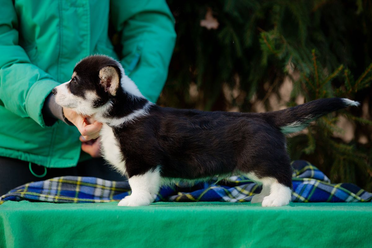 Cepheus Alderamin | Pembroke Welsh Corgi 