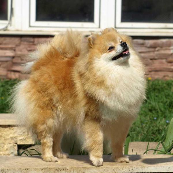 Foxy Nose Caroline | German Spitz 