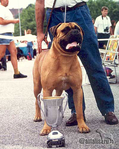 BULLBERRY GHOSTBUSTER | Bullmastiff 