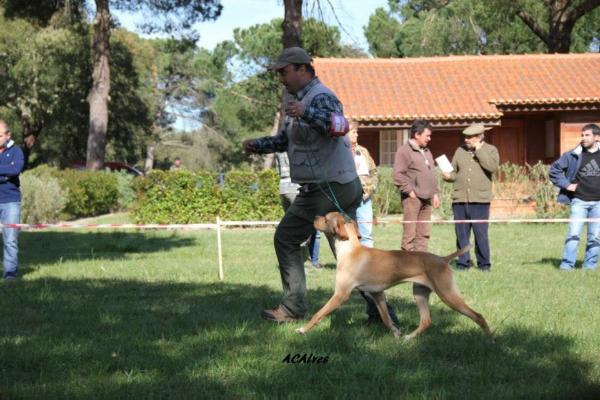 Gin-tónico da Chã da Serra D'arga | Portuguese Pointer 