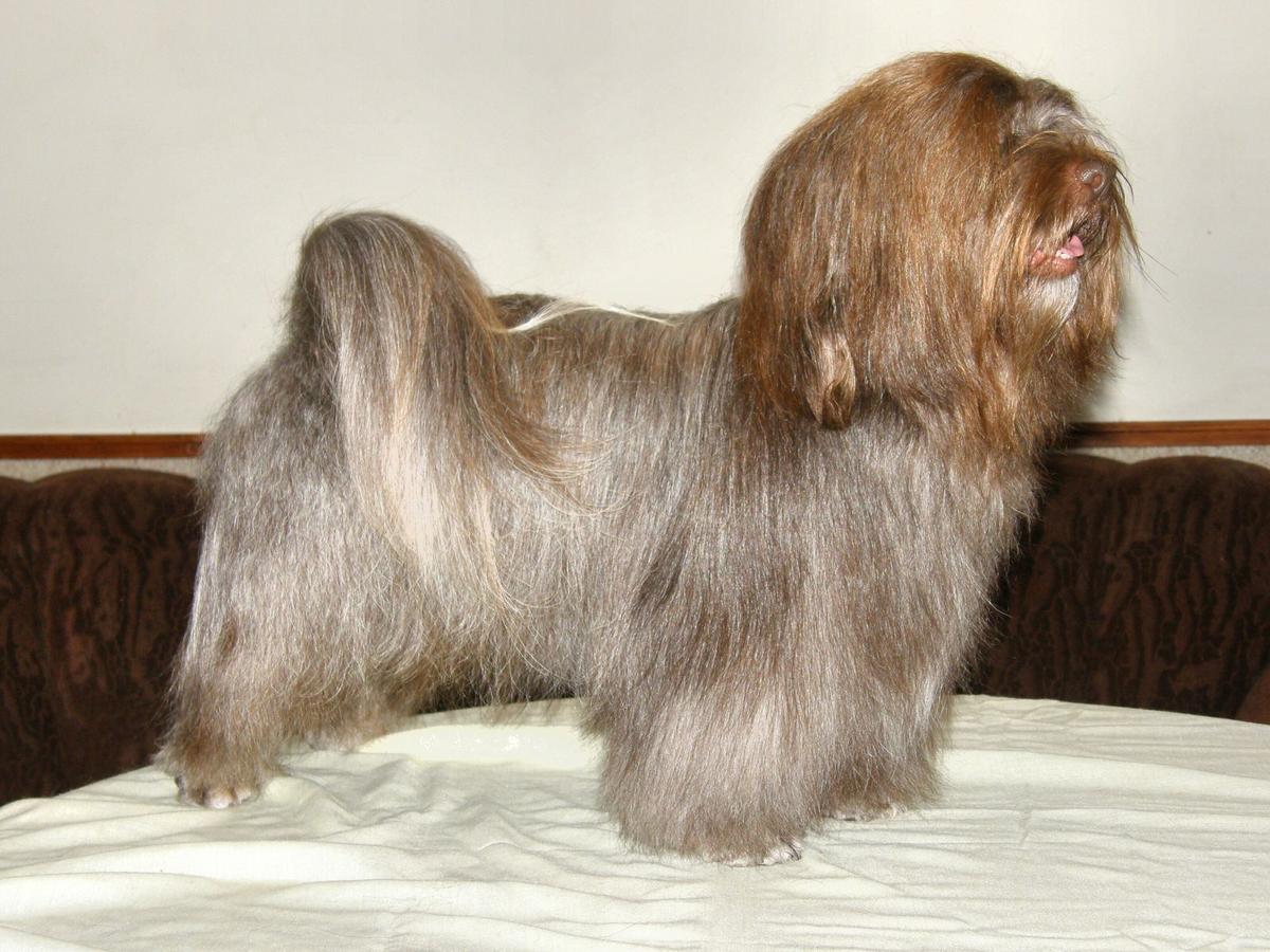 Baribal’s DARK SHADOWS DARBY | Havanese 