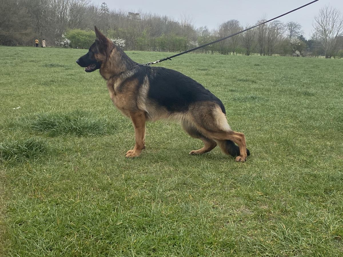 Arrocheyn Willow | German Shepherd Dog 