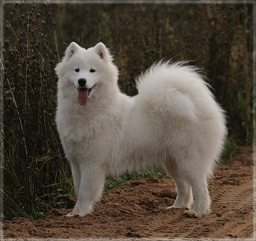 Heart of Xamba Yoshi &amp; us | Samoyed 