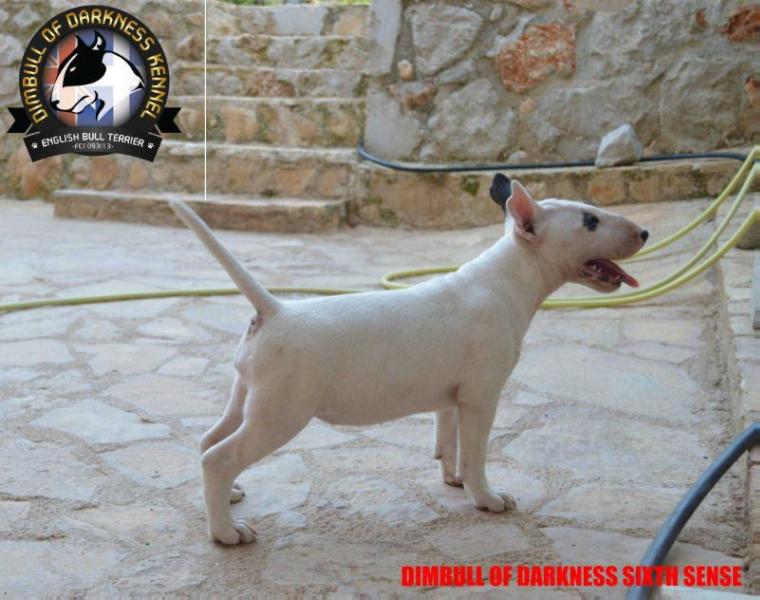 DIMBULL OF DARKNESS THE SIXTH SENSE | Bull Terrier 