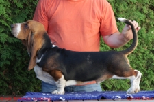 Ernie Bohemia Gorgony | Basset Hound 