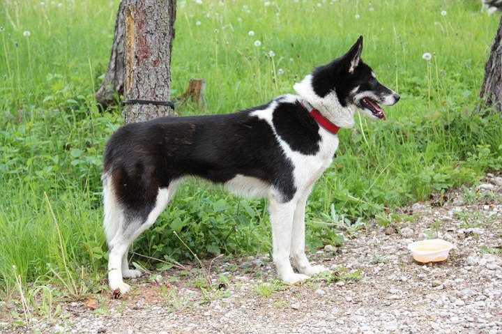 Hellerkantri Mary Poppins | Siberian Husky 