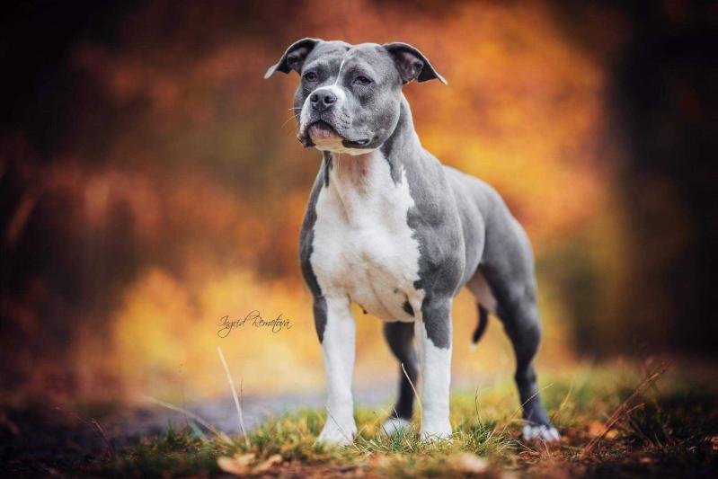 Abigail Rexigo | American Staffordshire Terrier 