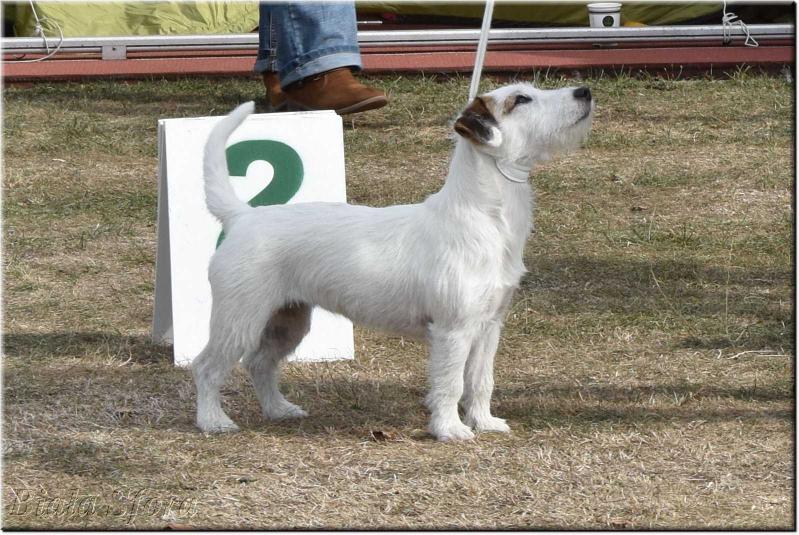 GEODA GAJA Biala Sfora | Jack Russell Terrier 