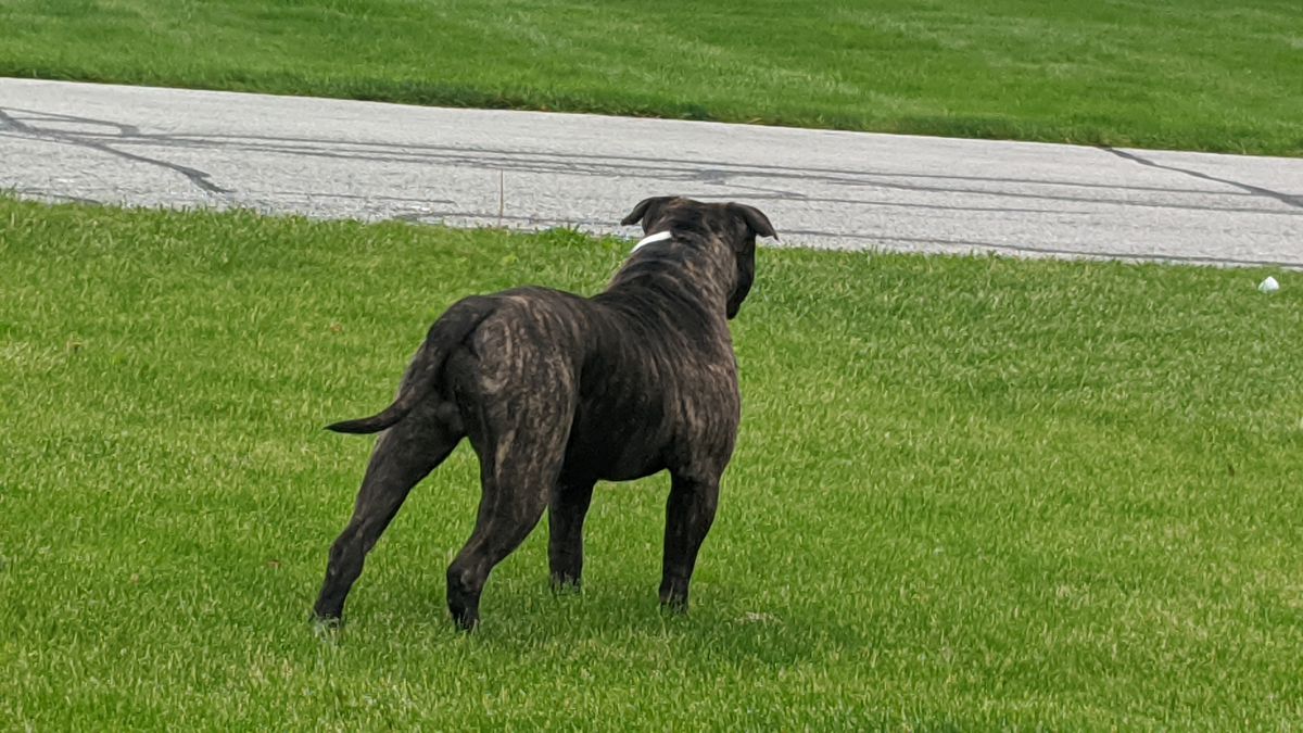 Hartzog's Bear | American Bulldog 