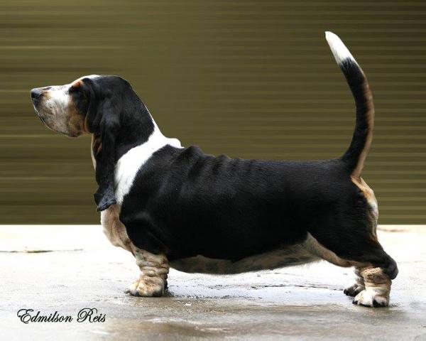 Big Long Blue'S Anastácia | Basset Hound 