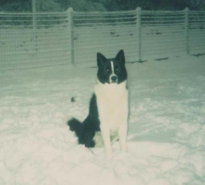 G'MERKKI d'Acca Larentia | Karelian Bear Dog 