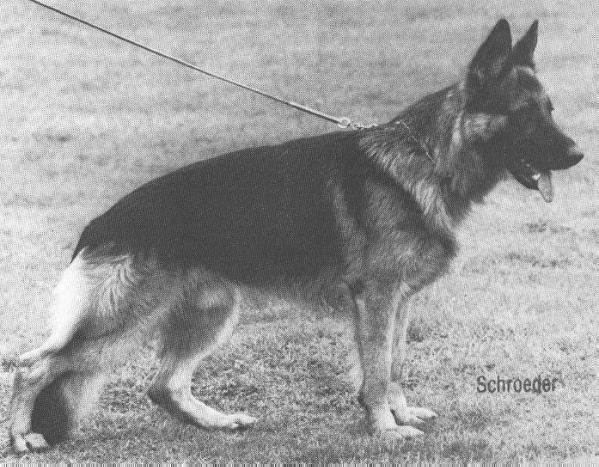 Nicko von der Zwillingen | German Shepherd Dog 