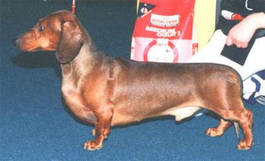 Aro-Hil Tim Tam | Dachshund 