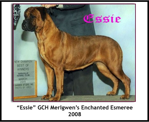 Merlgwen's Enchanted Esmeree | Bullmastiff 