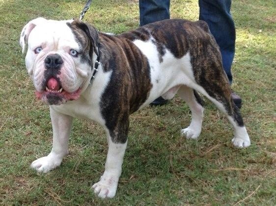 Beachbulldogges' oenomaus | Olde English Bulldogge 