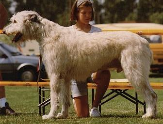 Juster von den Sarrazenen | Irish Wolfhound 