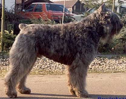 Lee-Roy Centy v.d. Overstort | Bouvier des Flandres 