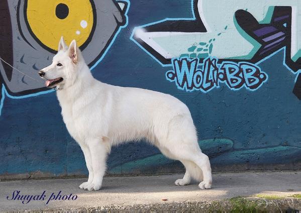 Bacco di Casa Rovai | White Swiss Shepherd Dog 