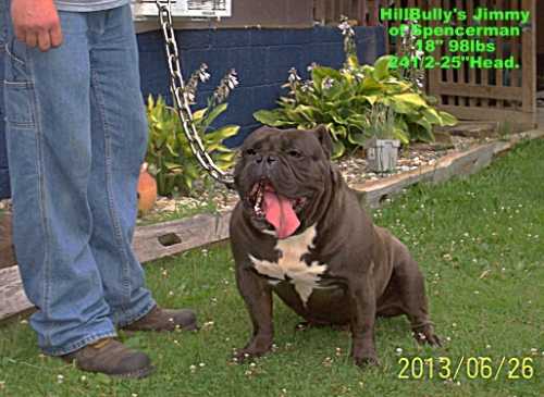 HillBully's Jimmie of Spencerman's | Olde English Bulldogge 