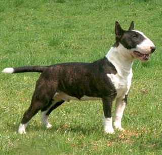 Hutch spike vom kaiserstuhl | Miniature Bull Terrier 