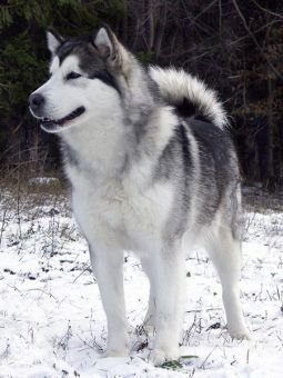 DUMA Huk Amarok | Alaskan Malamute 