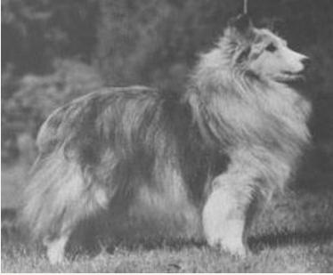 Philidove Heir Presumptive | Shetland Sheepdog 