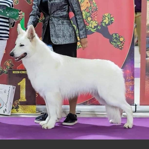 UGRA-GUN Iz Beloy Brigady | White Swiss Shepherd Dog 