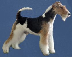 Skipper | Wire Fox Terrier 