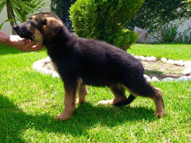 C-Jerry de Casa Grimaldo | German Shepherd Dog 