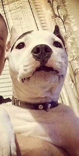 Jordan Staff Nefertiti Top Power | American Staffordshire Terrier 