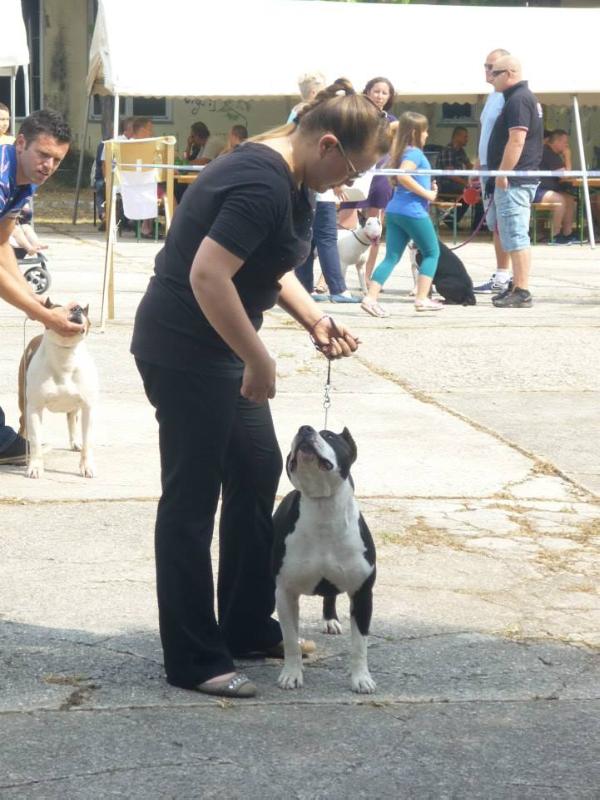 Artur King Of Warriors | American Staffordshire Terrier 