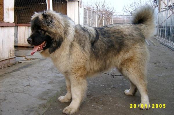 Capone De Brailita | Caucasian Mountain Dog 