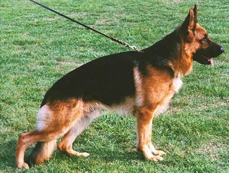 Kimbo vom Mönchberg | German Shepherd Dog 