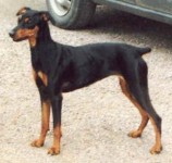 Ceriinan ANASTASIA | German Pinscher 