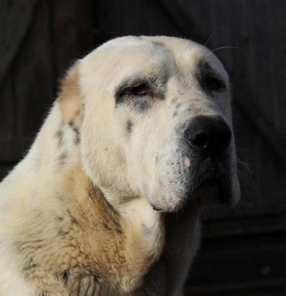 Akdenber karavan iti | Central Asian Shepherd Dog 