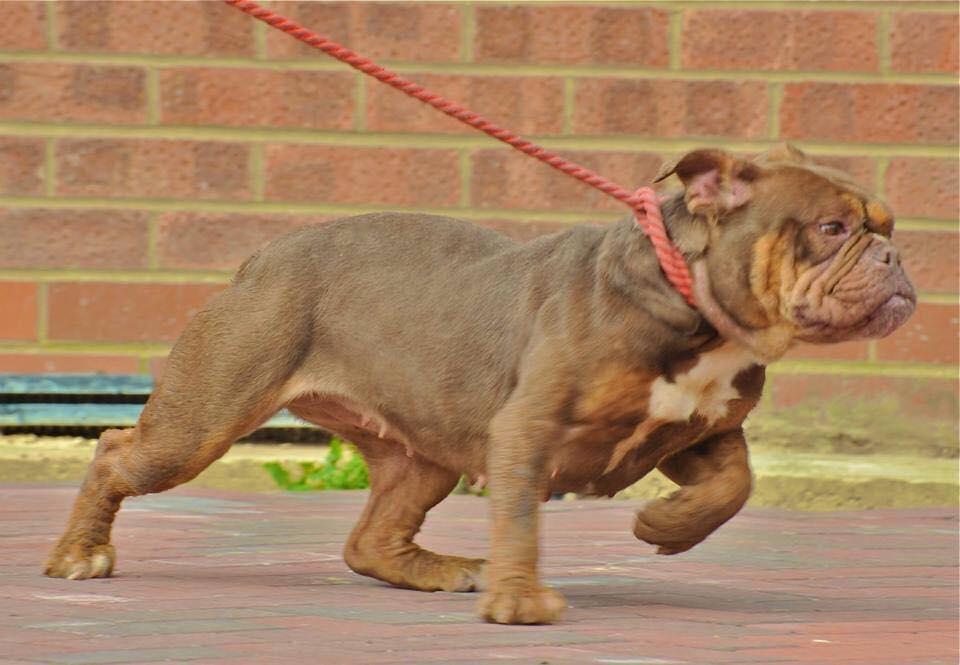 NBBZ Zilla | Olde English Bulldogge 