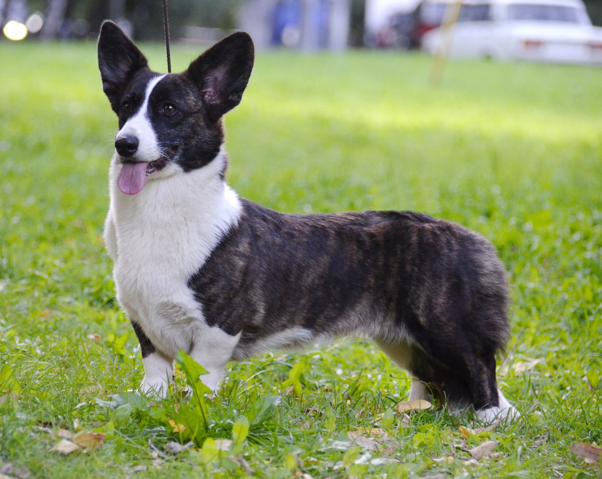 Elfborg First Love | Cardigan Welsh Corgi 