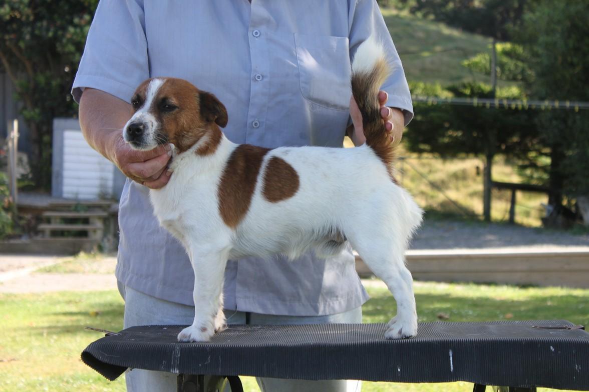 Lemosa Ozzie Outnabout | Jack Russell Terrier 