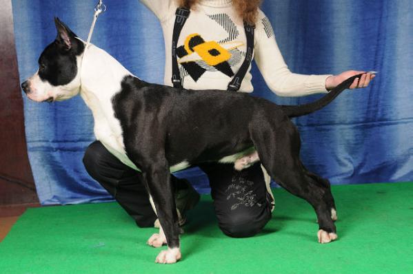 Albanik Chivas Black Star | American Staffordshire Terrier 