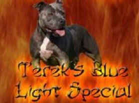 Terek's Blue Light Special | American Pit Bull Terrier 