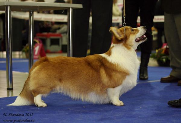 Hailait's Timtail Friday | Pembroke Welsh Corgi 