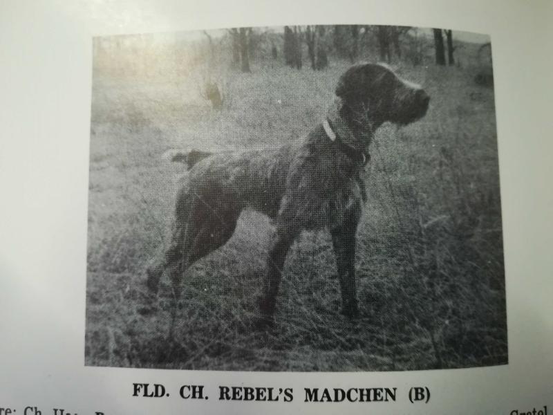 Rebel's Madchen | German Wirehaired Pointer 