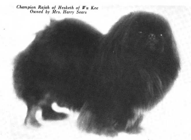 Rajah of Hesketh of Wu Kee | Pekingese 