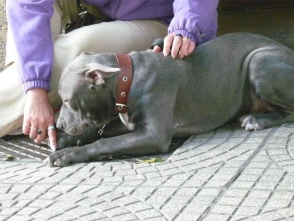 Max NW | American Pit Bull Terrier 