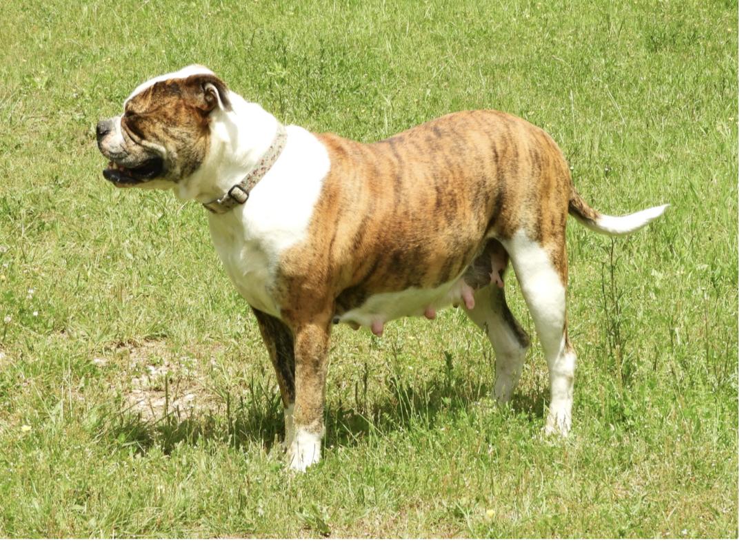 Hayhurst Justice of SWF | American Bulldog 