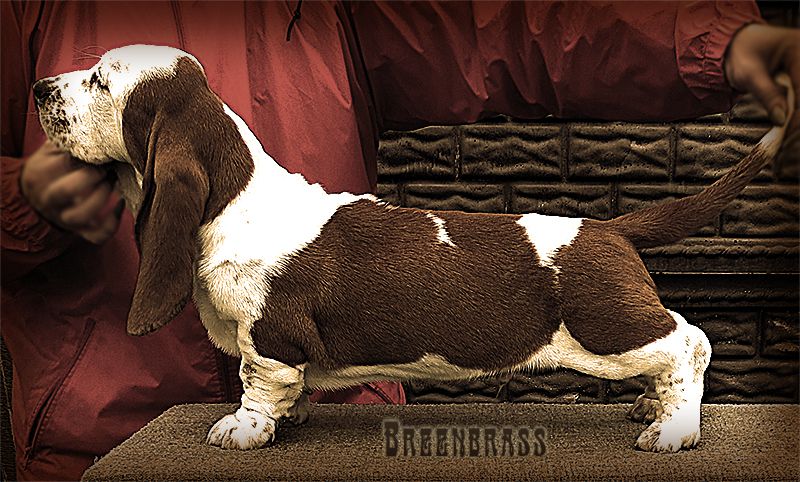 Paramount Picture BREENBRASS | Basset Hound 