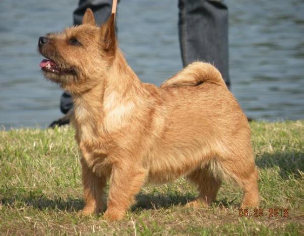 Binomica Llybac | Norwich Terrier 