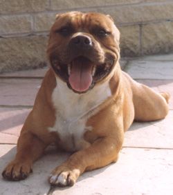 Seastaff Hellraiser | Staffordshire Bull Terrier 