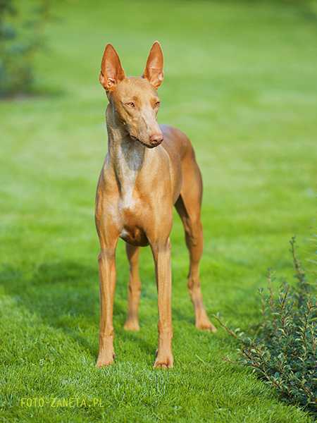 FARAO ANUBIS IBIS | Pharaoh Hound 